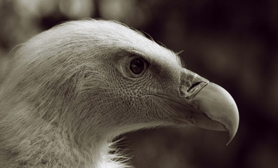 Vautour 3
