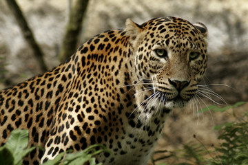 Fototapeta na wymiar Leopard sawanna