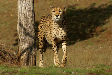 Guépard savane