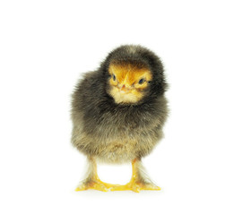 Obraz premium chicken