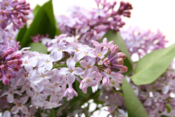 Branch of a lilac