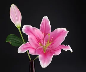 Foto op Canvas Pink lily © Szerdahelyi Adam