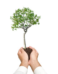 A sprout in hand as a symbol of nature protection