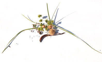 collection of autumn saved seeds