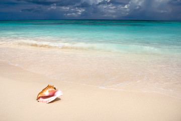 Fototapeta na wymiar Shell na piaszczystej plaży w pobliżu Blue zobaczyć latem