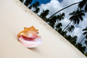 Obraz na płótnie Canvas Shell on white sbad beach near tropical forest of palms