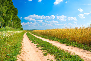 Fototapeta na wymiar Road between forest and yellow field of wheat
