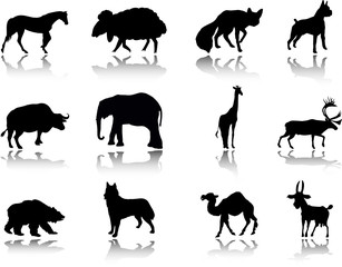 Animals