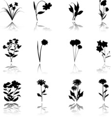 The set from silhouettes of leaflets of plants