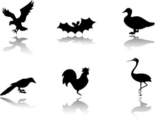 Set Birds