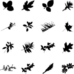 The set from silhouettes of leaflets of plants