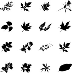 The set from silhouettes of leaflets of plants