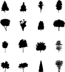 The set from silhouettes of trees