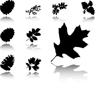 The set from silhouettes of leaflets of plants