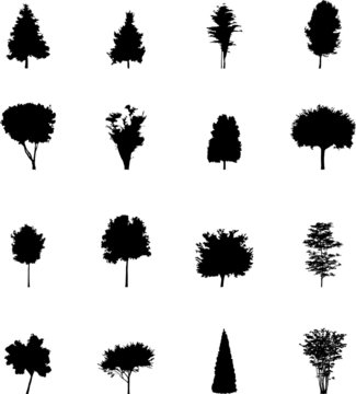 The set from silhouettes of trees