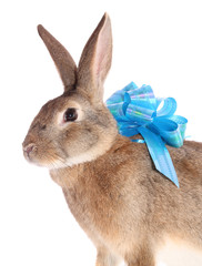 rabbit about a bow