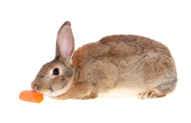 rabbit with carrots