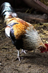 Coq