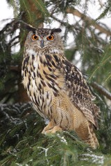 Eagle owl Bubo Bubo