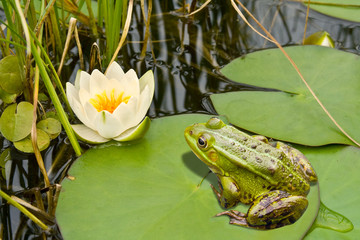 Frog and lily