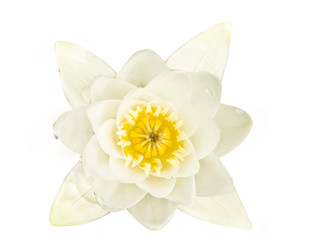 White lily