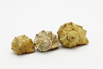 Sea cockleshells