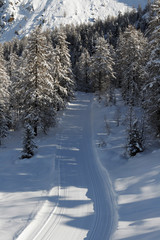 pista da fondo - Valmalenco - Italy