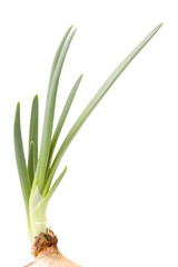 green onion