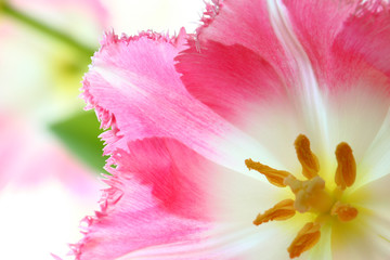 Fototapeta na wymiar Beautiful pink tulips close-up