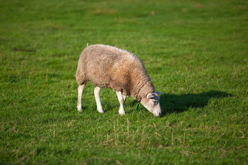 lamb grazing