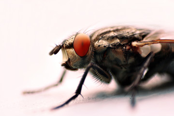 Fleischfliege