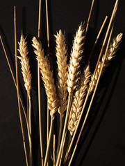 Obraz premium spighe di grano