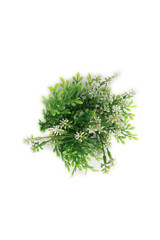 Winterpflanze von oben