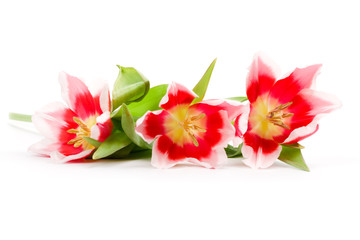 three pink tulips