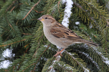 House Sparrow in Winter