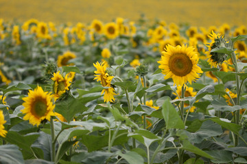 Obraz premium Sunflowers
