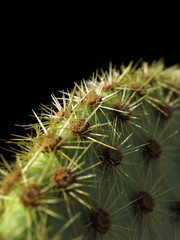 closeup of opuntia Cactus thorns
