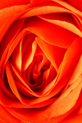 orange rose closeup