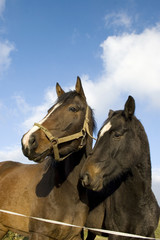 Fototapeta premium Two horses in the pasture.
