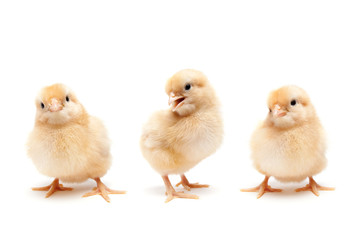 Three cute baby chickens chicks isolated on white - 20537315