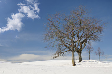 Fototapeta na wymiar A row of trees in the snow