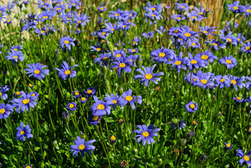 Gartenmargerite - garden marguerite 09