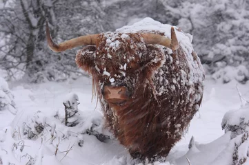 Fotobehang Winter cow © sanderstock