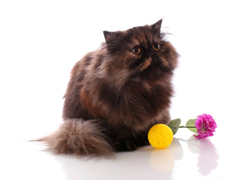 Brown persian cat white background