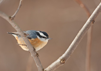 Obraz premium Red-breasted Nuthatch, Sitta canadensis