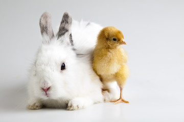 Little chick on rabbit on white