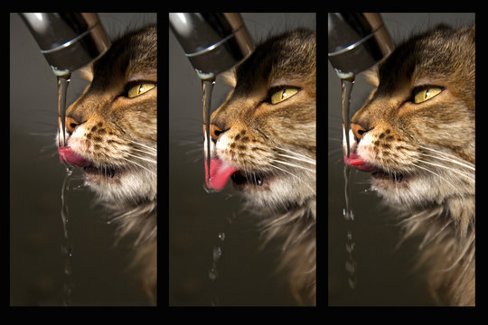 sequenza di gatto che beve al rubinetto