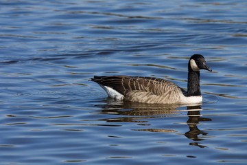 Candadian Goose  (Branta canadensis)