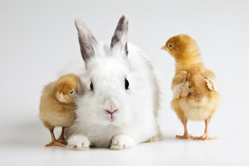 Bunny on chick white background