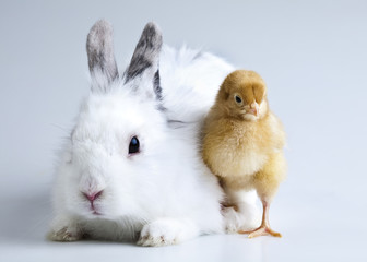 Bunny on chick white background